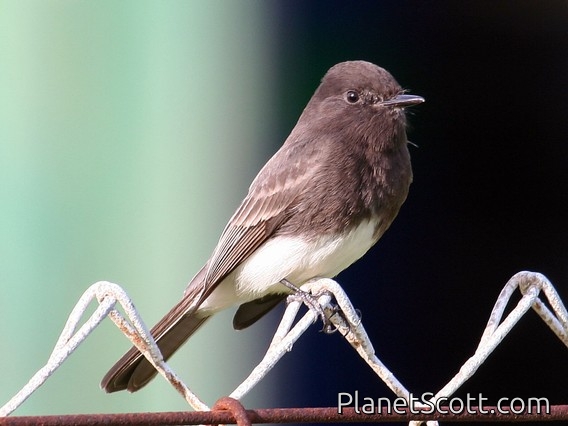 Black Phoebe (Sayornis nigricans)