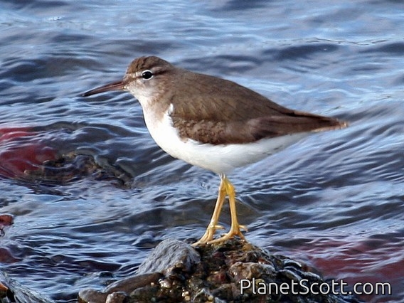 Spotted Sandpiper (Tringa macularia) Nonbreeding