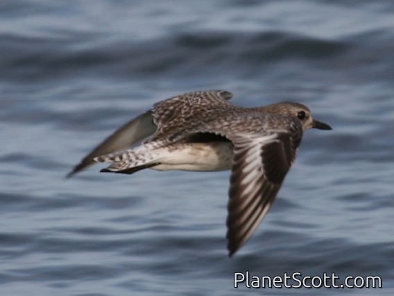 Black-bellied Plover (Pluvialis squatarola)