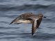 Black-bellied Plover (Pluvialis squatarola)
