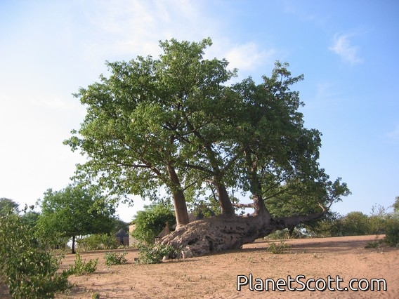 Baobab Tree, Botswana