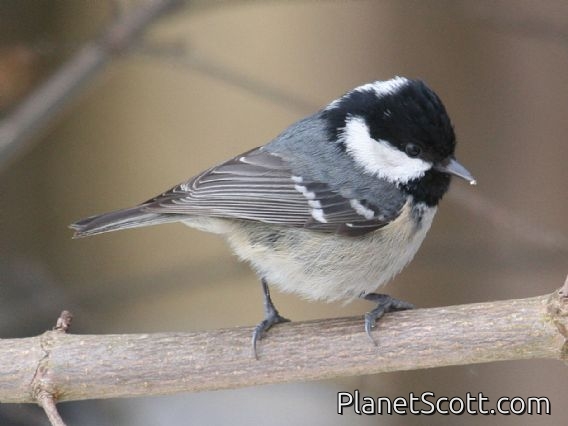 Coal Tit (Parus ater)