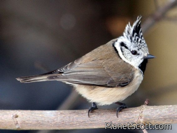 Crested Tit (Parus cristatus)