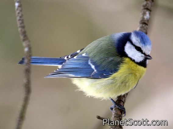 Blue Tit (Parus caeruleus)