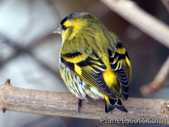 Eurasian Siskin (Carduelis spinus)