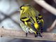 Eurasian Siskin (Carduelis spinus)