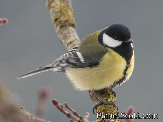 Great Tit (Parus major) European
