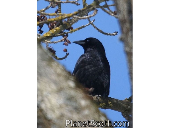 Carrion Crow (Corvus corone)