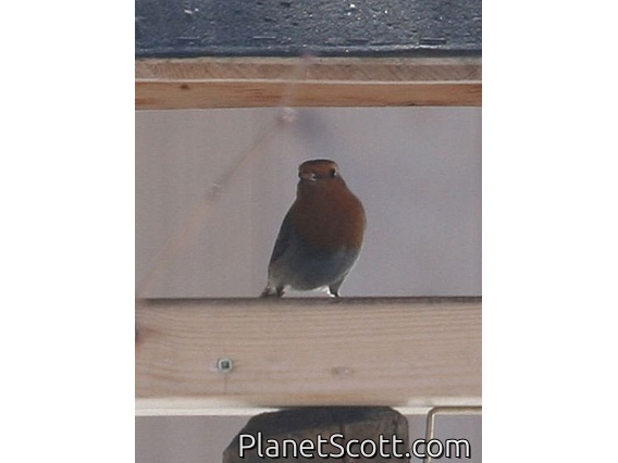 European Robin (Erithacus rubecula) Male