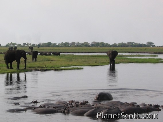 Elephants and Hippos, Chobe River, Botswana