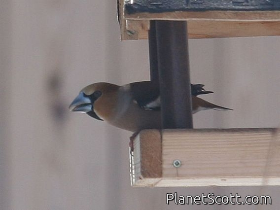 Hawfinch (Coccothraustes coccothraustes)