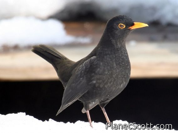 Eurasian Blackbird (Turdus merula)