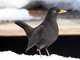 Eurasian Blackbird (Turdus merula)
