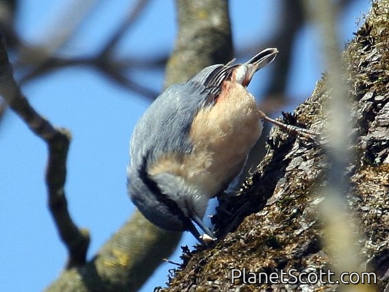 Wood Nuthatch (Sitta europaea)