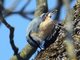 Wood Nuthatch (Sitta europaea)