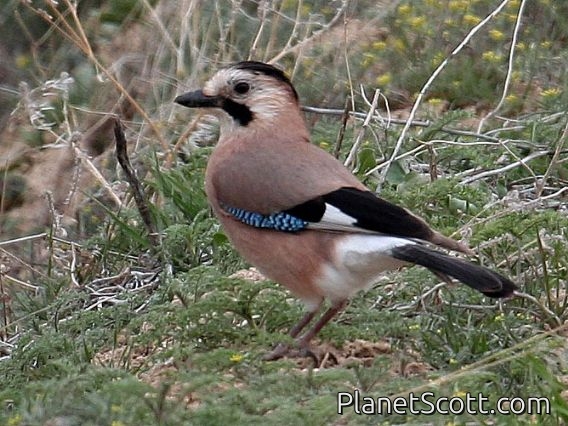 Eurasian Jay (Garrulus glandarius) Turkey