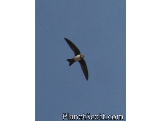 Alpine Swift (Tachymarptis melba)