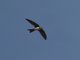 Alpine Swift (Tachymarptis melba)