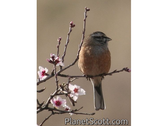 Rock Bunting (Emberiza cia)