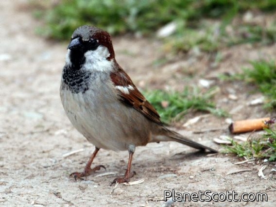 House Sparrow (Passer domesticus) Male