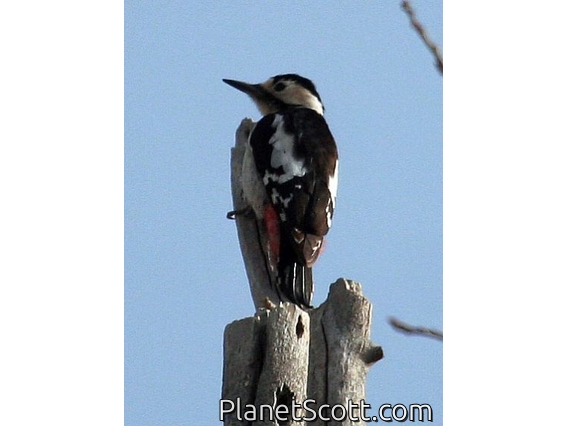 Syrian Woodpecker (Dendrocopos syriacus)