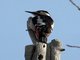 Syrian Woodpecker (Dendrocopos syriacus)