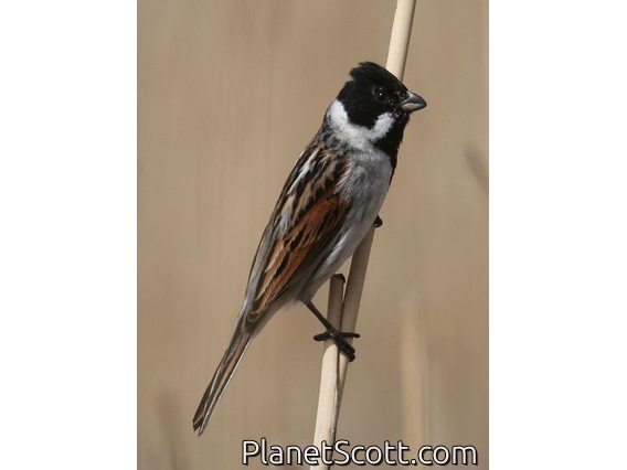 Reed Bunting (Emberiza schoeniclus) Male