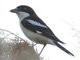 Woodchat Shrike (Lanius senator) 