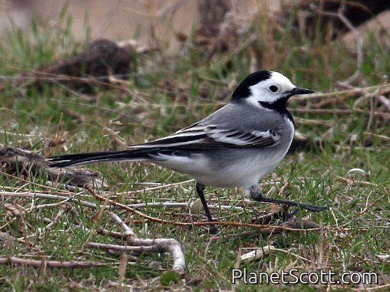 White Wagtail (Motacilla alba) Male