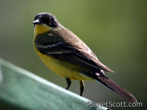Yellow Wagtail (Motacilla flava) Male