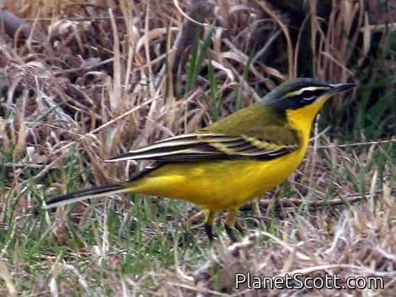 Yellow Wagtail (Motacilla flava) Female