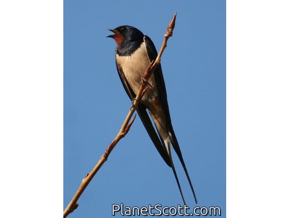 Barn Swallow (Hirundo rustica)