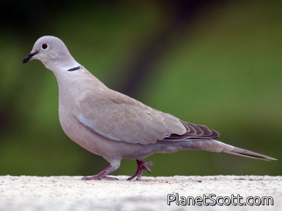 Eurasian Collared-Dove (Streptopelia decaocto)
