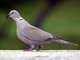 Eurasian Collared-Dove (Streptopelia decaocto)