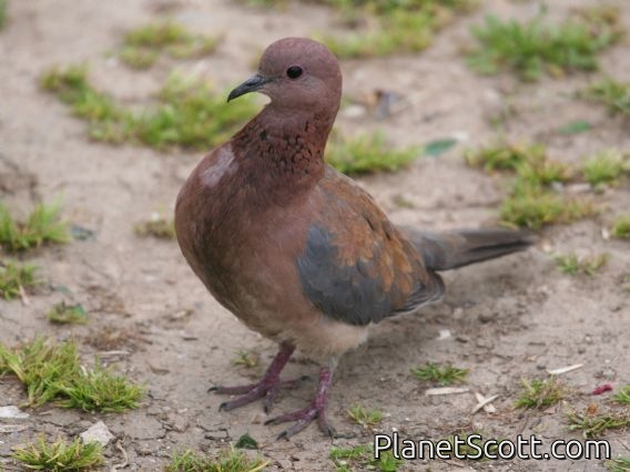 Laughing Dove (Streptopelia senegalensis)