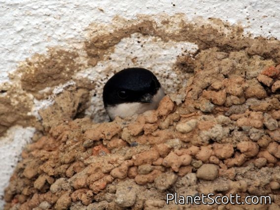 Northern House-Martin (Delichon urbica)
