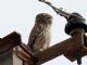 Little Owl (Athene noctua) 