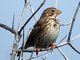 Corn Bunting (Miliaria calandra)