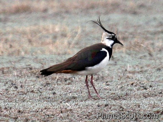 Northern Lapwing (Vanellus vanellus)