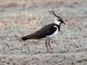 Northern Lapwing (Vanellus vanellus)