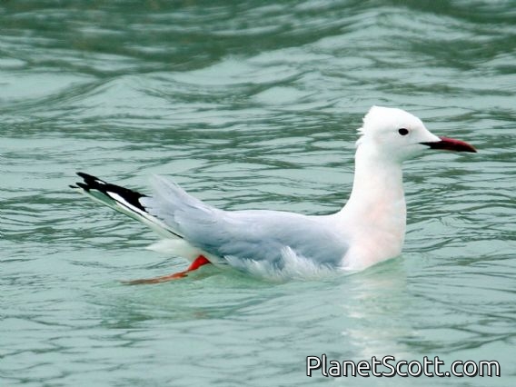 Slender-billed Gull (Larus genei)