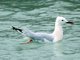 Slender-billed Gull (Larus genei)
