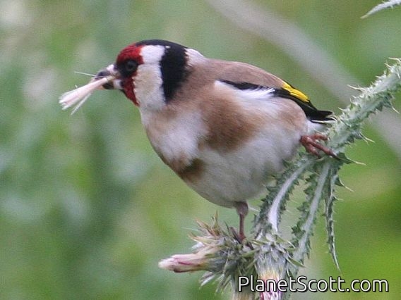 European Goldfinch (Carduelis carduelis)