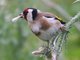 European Goldfinch (Carduelis carduelis)