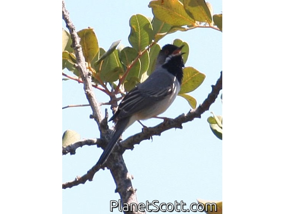 Rueppell's Warbler (Sylvia ruppeli) 