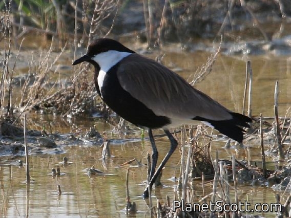 Spur-winged Lapwing (Vanellus spinosus)