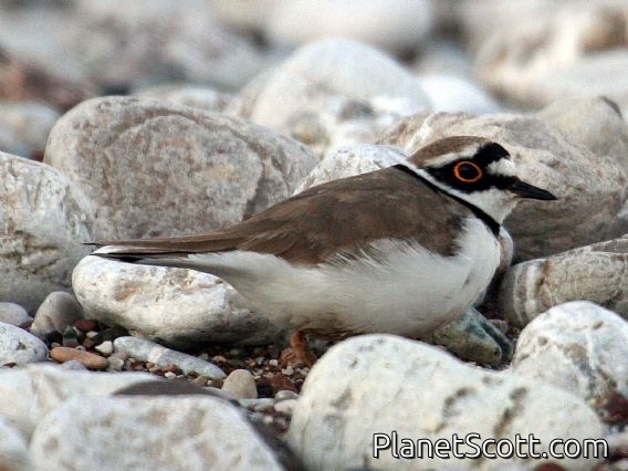 Little Ringed Plover (Charadrius dubius)