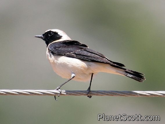 Eastern Black-eared Wheatear (Oenanthe melanoleuca)