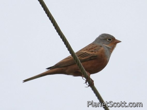 Cretzschmar's Bunting (Emberiza caesia)