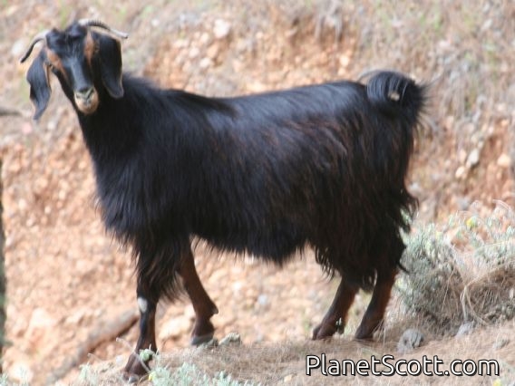 domestic goat (Capra hircus)